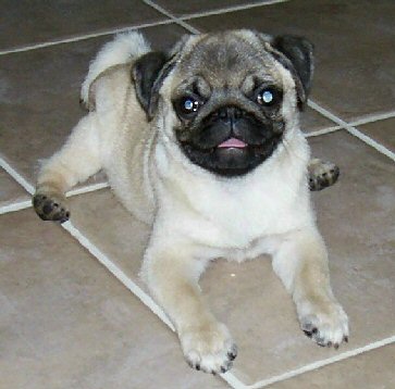 NCPC Pug of the Month